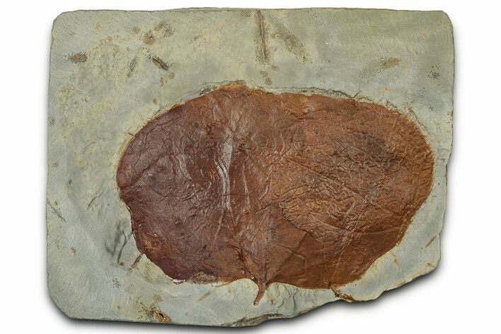 Paleocene Fossil Leaf (Zizyphoides) - Montana #356524